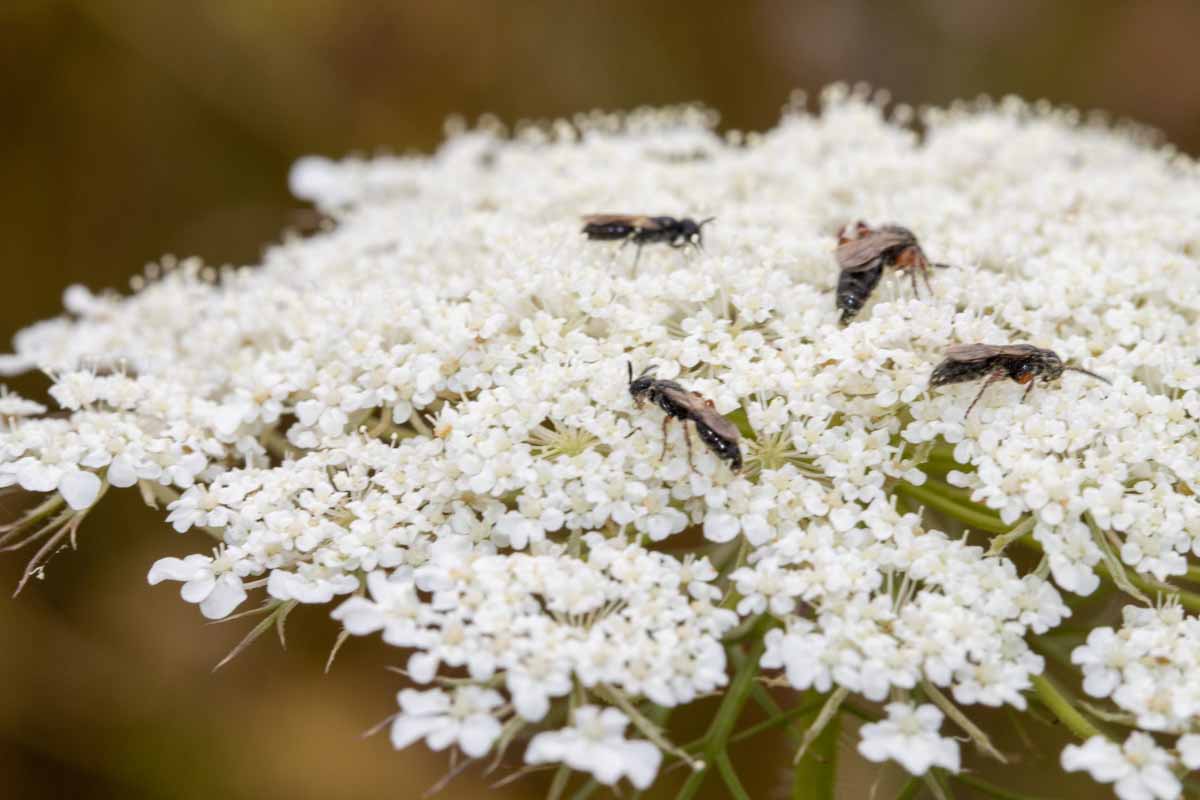 Wildbienen - Sammlung Image